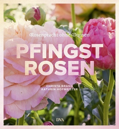 Pfingstrosen - Rosenpracht ohne Dornen