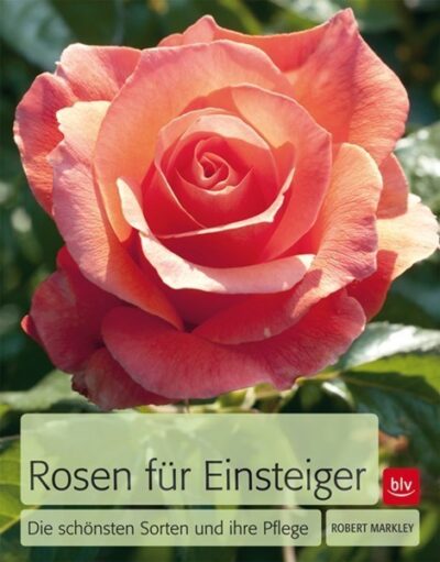 Rosen für Einsteiger