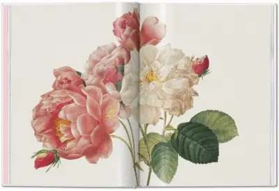 Redouté. Roses The Complete Plates 1817-1824 (Dt/engl/frz) – Bild 3