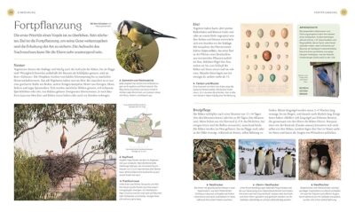 Vögel - Eine Natur- und Kulturgeschichte – Bild 4