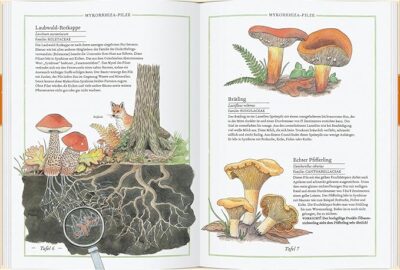 Steinpilz, Trüffel, Pfifferling: Die Welt der Pilze – Bild 2