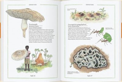 Steinpilz, Trüffel, Pfifferling: Die Welt der Pilze – Bild 3