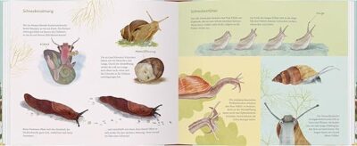 Schau mal, eine Schnecke! – Bild 3