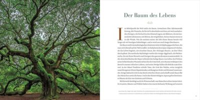 National Geographic Bildband – Die wunderbare Welt der Bäume – Bild 3