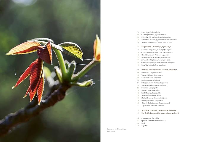 Die Walnuss: Arten, Botanik, Geschichte, Kultur – Bild 2