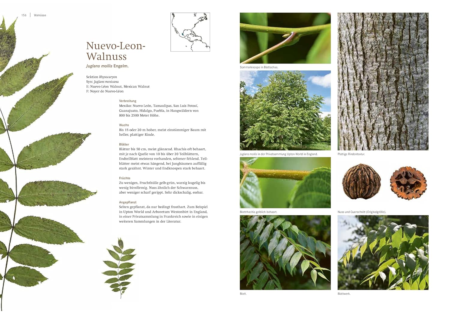 Die Walnuss: Arten, Botanik, Geschichte, Kultur – Bild 3