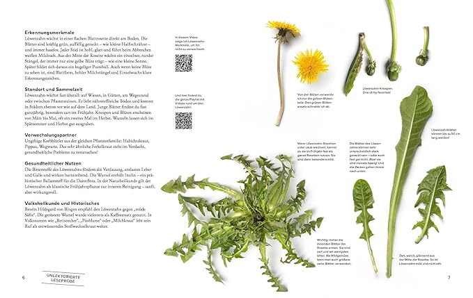 Wildkräuter Top 10 – Bild 2