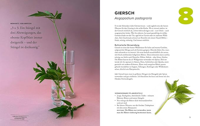 Wildkräuter Top 10 – Bild 3